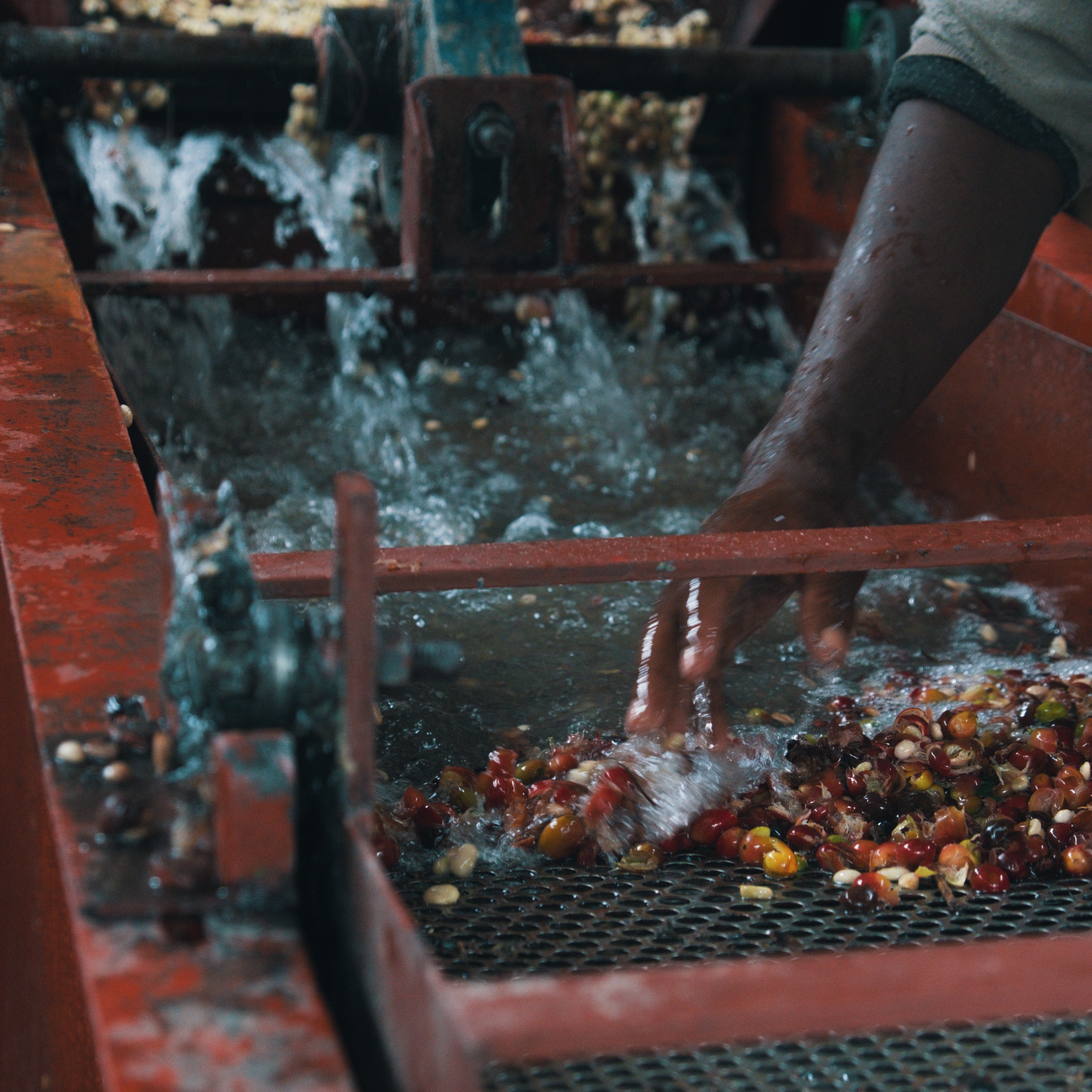Keffa Ethiopia: Tsebel Keffa – Keia & Martyn's Coffee